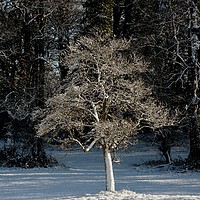 Buy canvas prints of Sunlit frosted tree by Simon Johnson