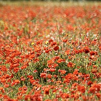 Buy canvas prints of poppies by Simon Johnson