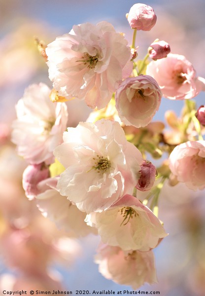Beautiful Cherry Blossom Picture Board by Simon Johnson