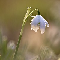 Buy canvas prints of isolated Snowdrop by Simon Johnson