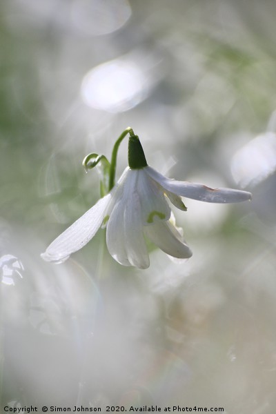 Flying snowdrop  Picture Board by Simon Johnson