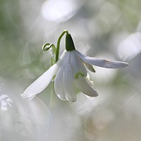 Buy canvas prints of Flying snowdrop  by Simon Johnson