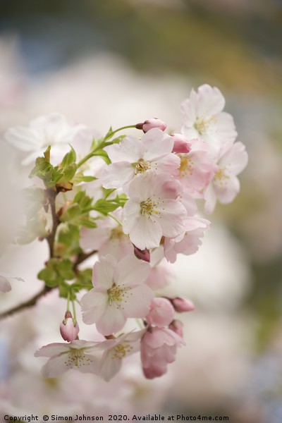 Spring blossom Picture Board by Simon Johnson