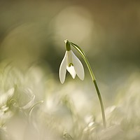 Buy canvas prints of snowdrop, head above the rest by Simon Johnson