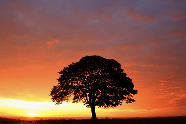 Isolated tree at Sunrise Picture Board by Simon Johnson