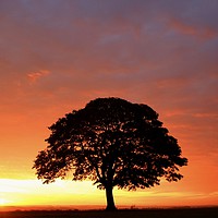 Buy canvas prints of Isolated tree at Sunrise by Simon Johnson