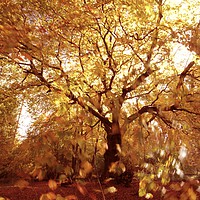 Buy canvas prints of Autumn woodland, wind and sun by Simon Johnson