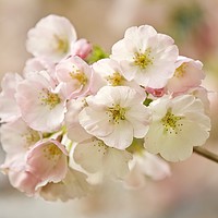 Buy canvas prints of COTSWOLD BLOSSOM by Simon Johnson