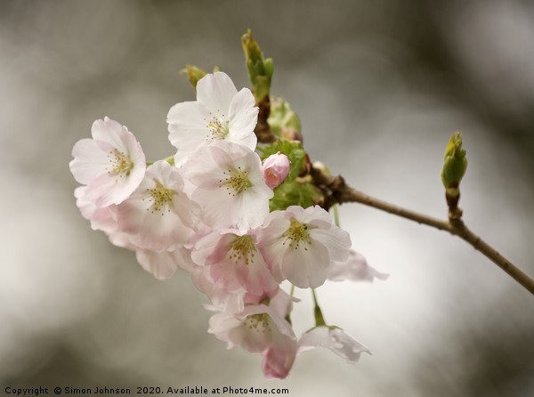 Cotswold blossom Picture Board by Simon Johnson