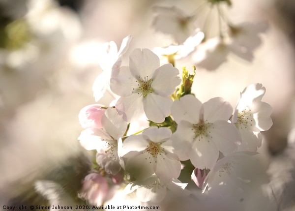 Cotswold blossom Picture Board by Simon Johnson