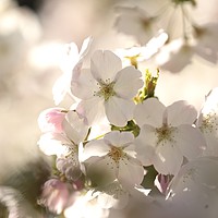 Buy canvas prints of Cotswold blossom by Simon Johnson