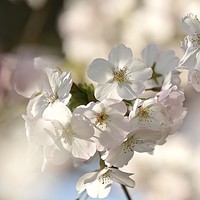 Buy canvas prints of Sunlit Cherry  Blossom by Simon Johnson