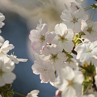 Buy canvas prints of blossom close up by Simon Johnson
