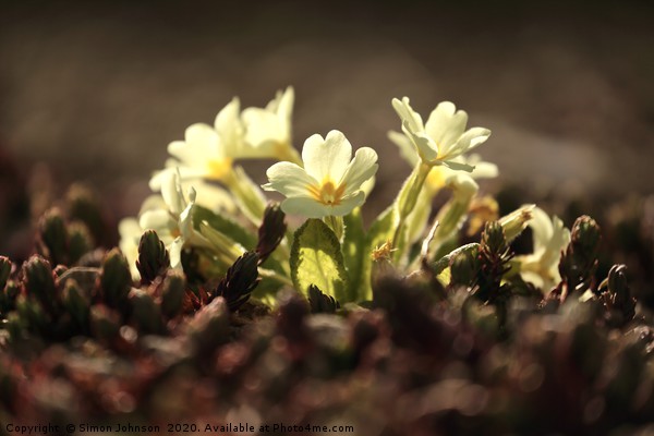 Sunlit primrose Picture Board by Simon Johnson