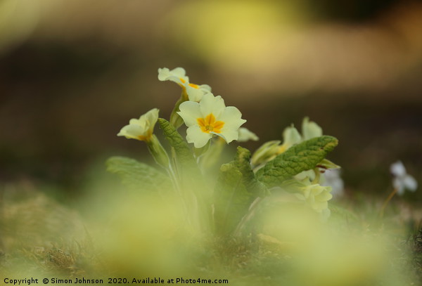 Primrose flower Picture Board by Simon Johnson