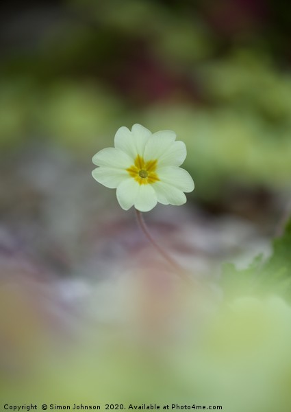 single primrose flower Picture Board by Simon Johnson