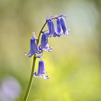 Buy canvas prints of sunlit bluebell by Simon Johnson