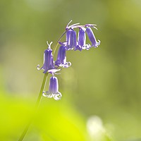 Buy canvas prints of isolated Bluebell by Simon Johnson