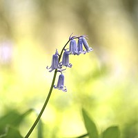 Buy canvas prints of Bluebell by Simon Johnson