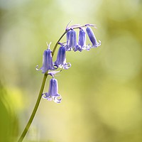Buy canvas prints of Bluebell by Simon Johnson