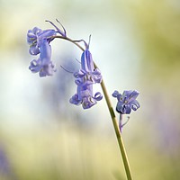 Buy canvas prints of bluebell close up by Simon Johnson