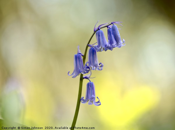 bluebell close up Picture Board by Simon Johnson