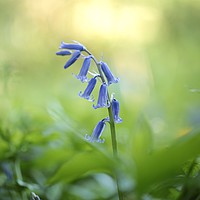 Buy canvas prints of Bluebell Close up by Simon Johnson