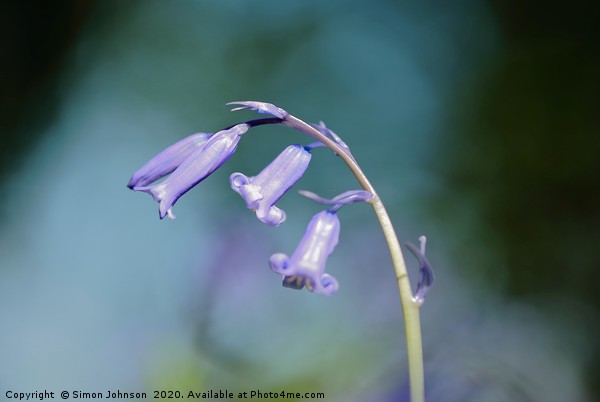 sunlit bluebell close up Picture Board by Simon Johnson