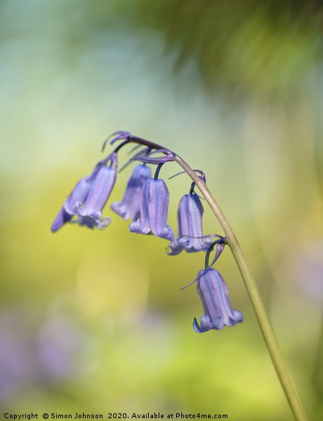 Sunlit bluebell Picture Board by Simon Johnson