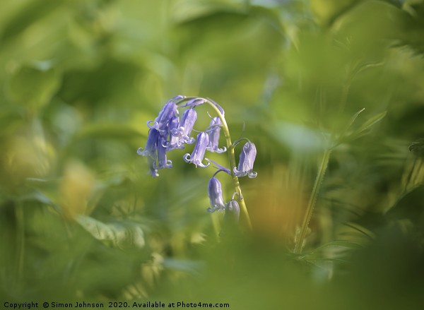 Bluebell close up Picture Board by Simon Johnson
