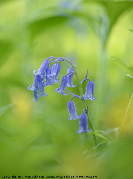 Bluebell close up Picture Board by Simon Johnson