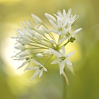 Buy canvas prints of garlic flower by Simon Johnson