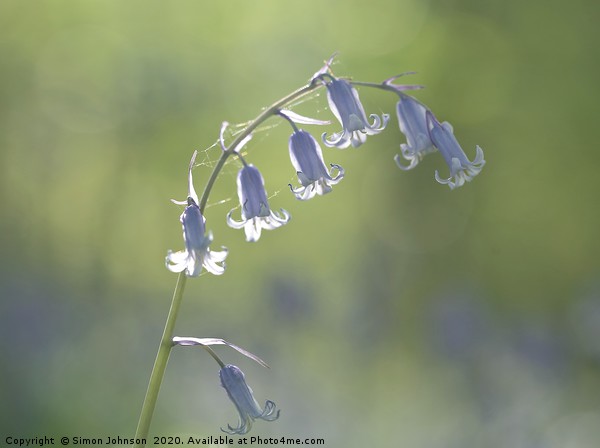 Sunlit bluebell Picture Board by Simon Johnson