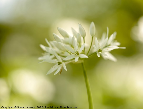 Wild garlic flower close up Picture Board by Simon Johnson