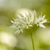 Buy canvas prints of Wild garlic flower close up by Simon Johnson