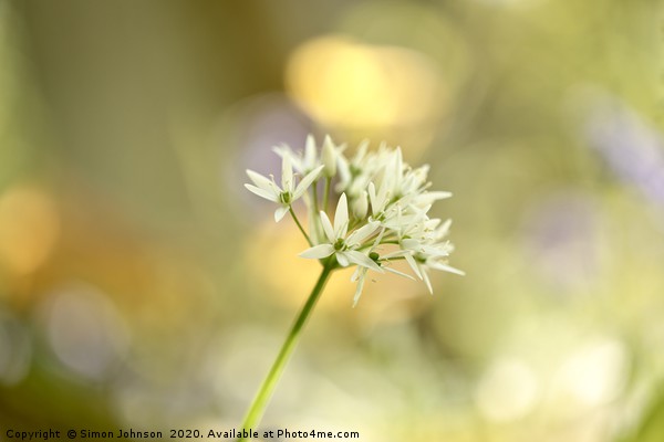 Sunlit garlic Flower Picture Board by Simon Johnson