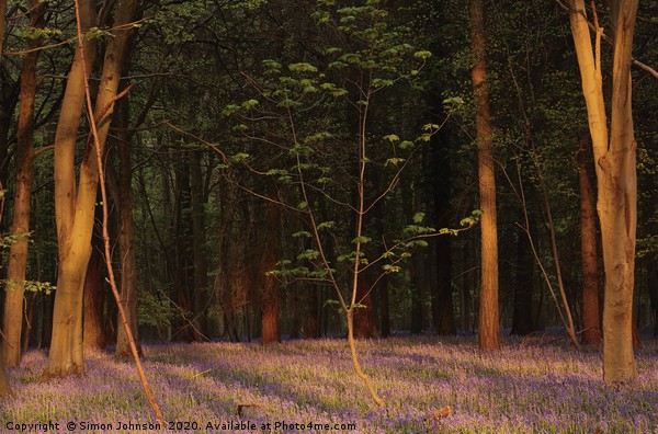 Bluebell woodland at sunrise Picture Board by Simon Johnson