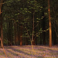 Buy canvas prints of Bluebell woodland at sunrise by Simon Johnson