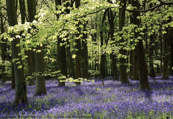 Sunlit bluebell Woodland Picture Board by Simon Johnson