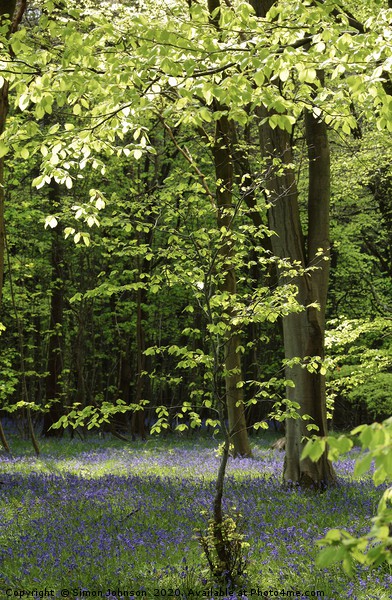 Spring Woodland and bluebells Picture Board by Simon Johnson