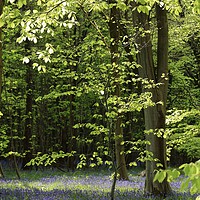 Buy canvas prints of Spring Woodland and bluebells by Simon Johnson
