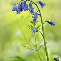 Buy canvas prints of Bluebell close up by Simon Johnson