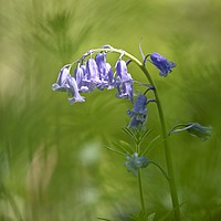 Buy canvas prints of Bluebell close up Cotswolds by Simon Johnson