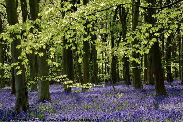 Bluebell Wood Cotswolds Picture Board by Simon Johnson