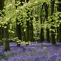 Buy canvas prints of Bluebell Wood Cotswolds by Simon Johnson