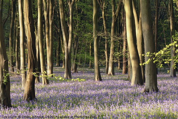 Bluebell Woodland Cotswolds Picture Board by Simon Johnson