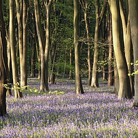 Buy canvas prints of Bluebell Woodland Cotswolds by Simon Johnson