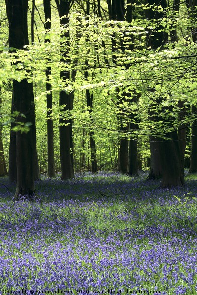 Bluebell Woods Cotswolds x Picture Board by Simon Johnson
