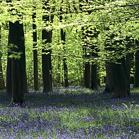 Buy canvas prints of Bluebell Woods Cotswolds x by Simon Johnson