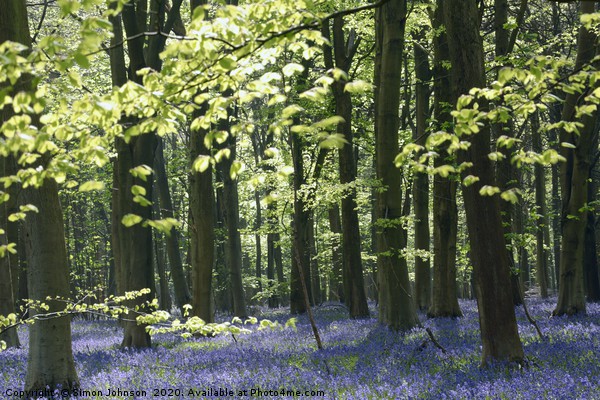 Bluebell Wood Picture Board by Simon Johnson